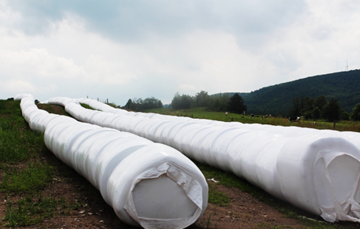 Trois rangées de balles de foin emballées de plastique agricole dans un champs