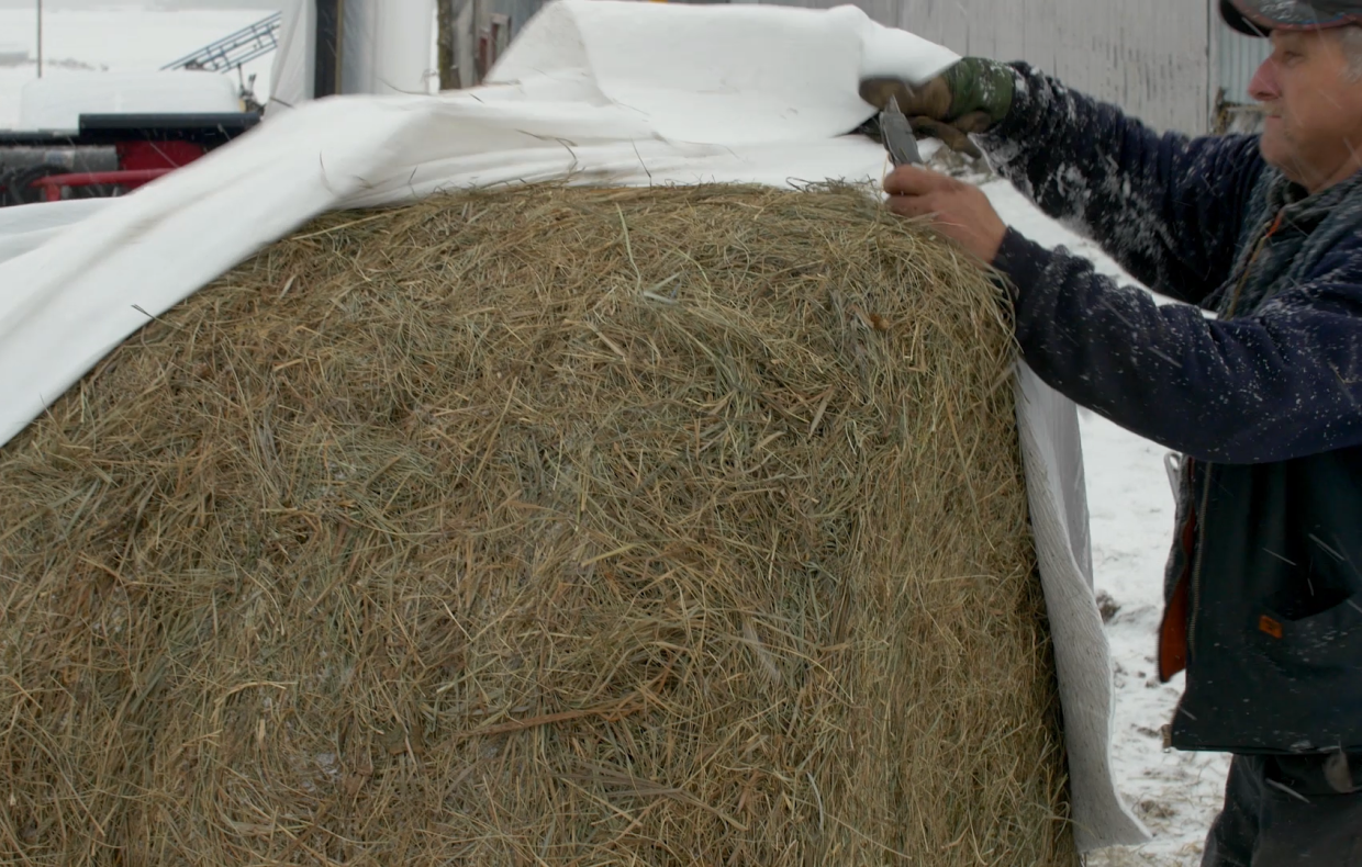 Homme près d'une balle de foin enrobée de plastique agricole