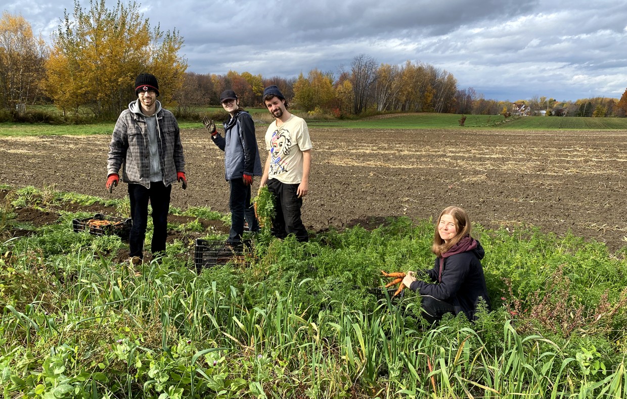 Récolte de carottes par deux stagiaires du projet AUSIRIS à l'Institut national d'agriculture biologique