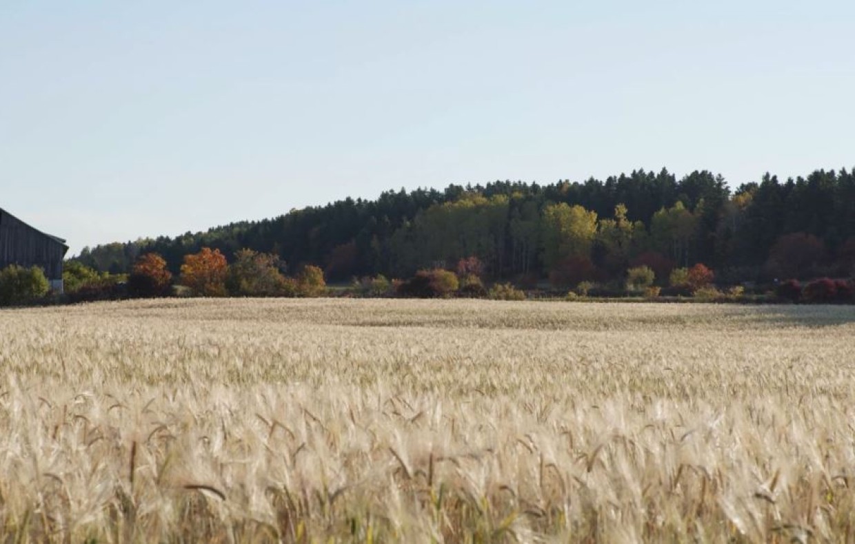 Champ de graminées avec une vieille grange et un boisé à l'arrière