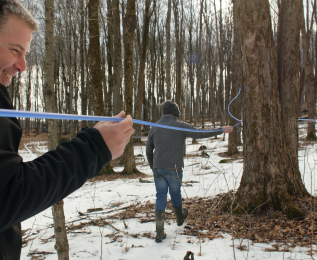 Deux hommes vérifiant la tubulure d'arbres entaillés dans une érablière