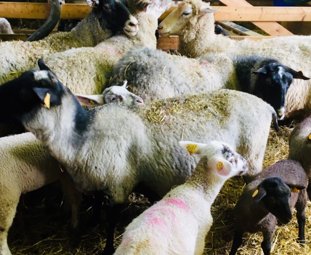 Petit troupeau de moutons noirs et blancs dans un enclos